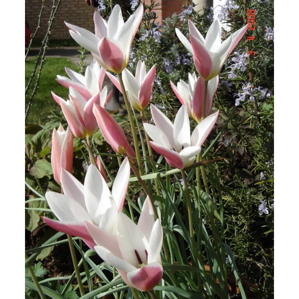 Botanisk Tulipan Lady Jane