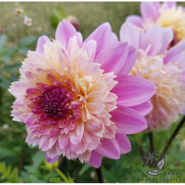 Dahlia Lambada