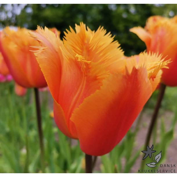 Tulipan Lambada
