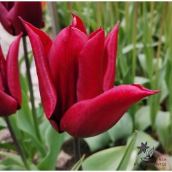 Tulipan Lasting Love