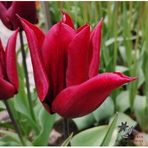 Tulipan Lasting Love