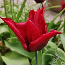 Tulipan Lasting Love