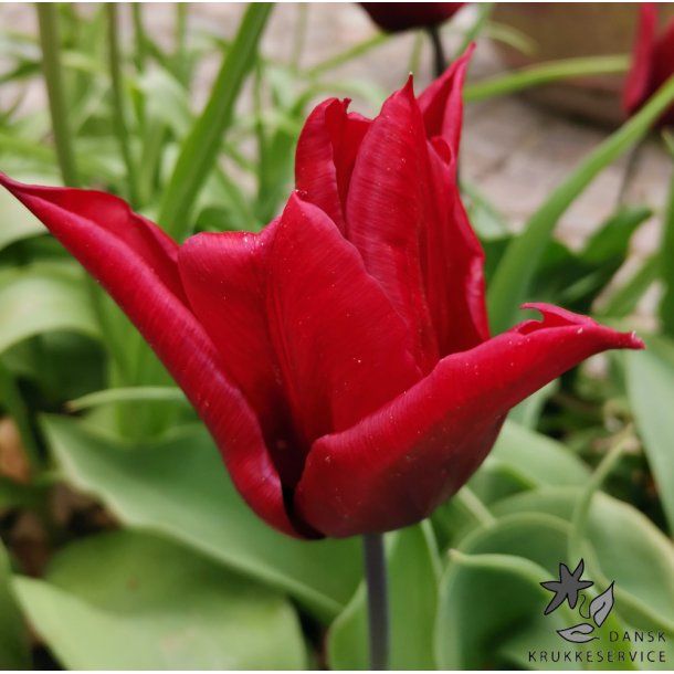 Tulipan Lasting Love
