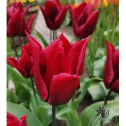 Tulipan Lasting Love