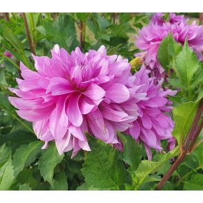 Dahlia Lavender Ruffles