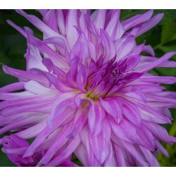Dahlia Lavender Ruffles