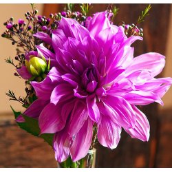 Dahlia Lavender Ruffles
