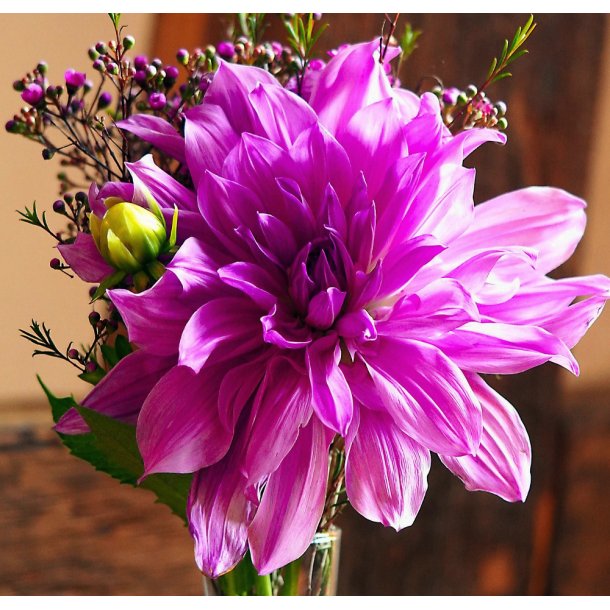 Dahlia Lavender Ruffles