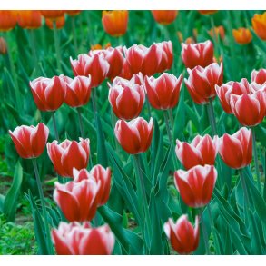 Tulipan Leen van der Mark