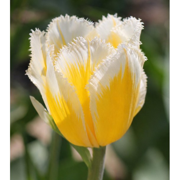 Tulipan Lemon Beauty