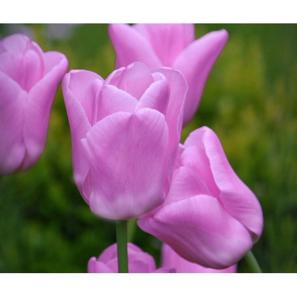 Tulipan Light Pink Prince