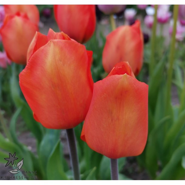 Tulipan Lighting Sun