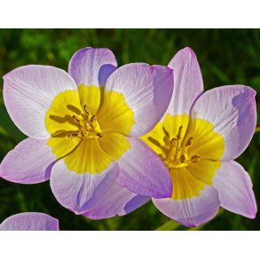 Tulipan Lilac Wonder