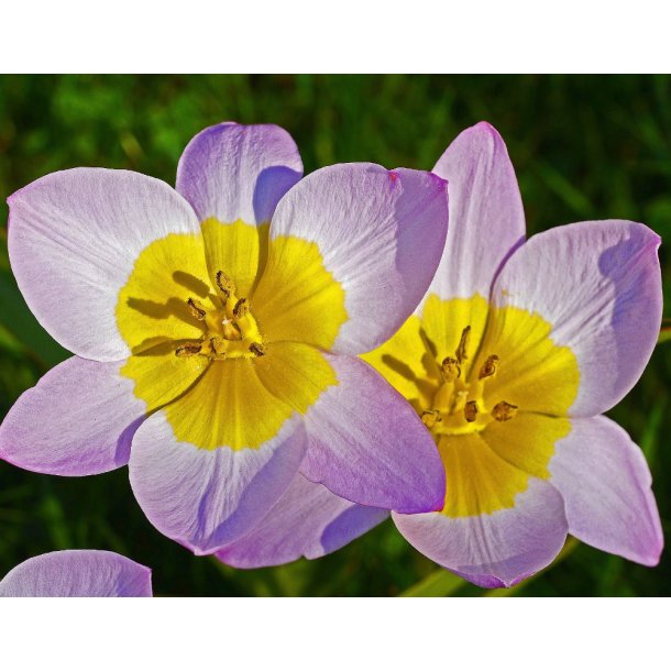 Tulipan Lilac Wonder
