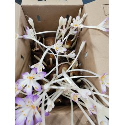 Hsttidls Cilicicum, Ngen Jomfru