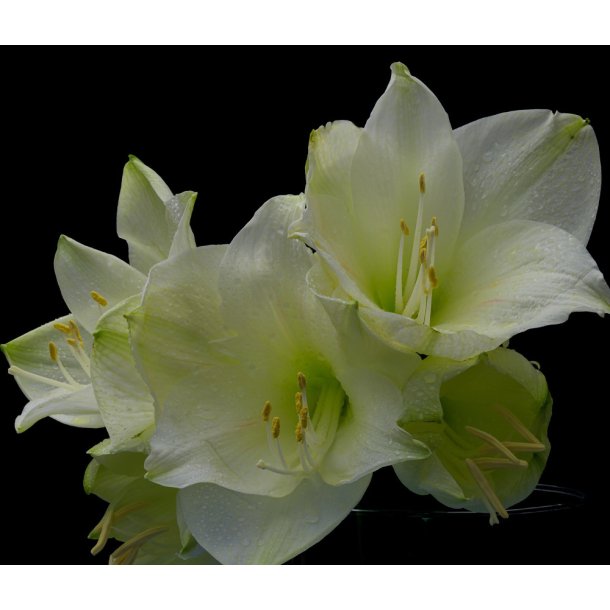 Hippeastrum Luna