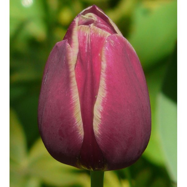 Tulipan Maiburg