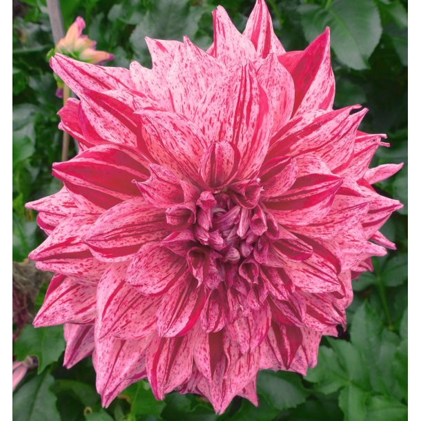 Dahlia Maki