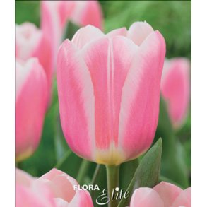 Tulipan Mandy's Choice