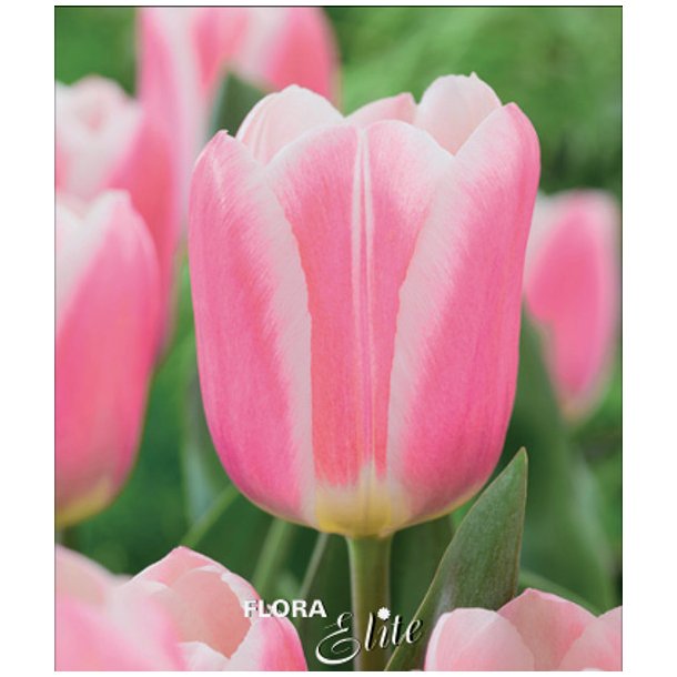 Tulipan Mandy's Choice