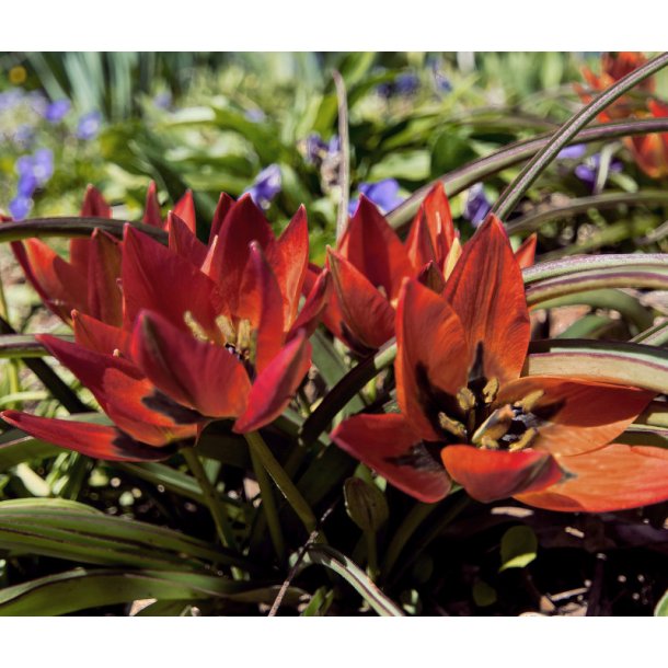 Botanisk Tulipan Mara