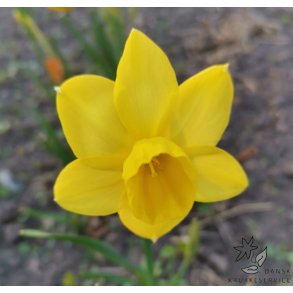 P�skelilje Marie Curie Diamond