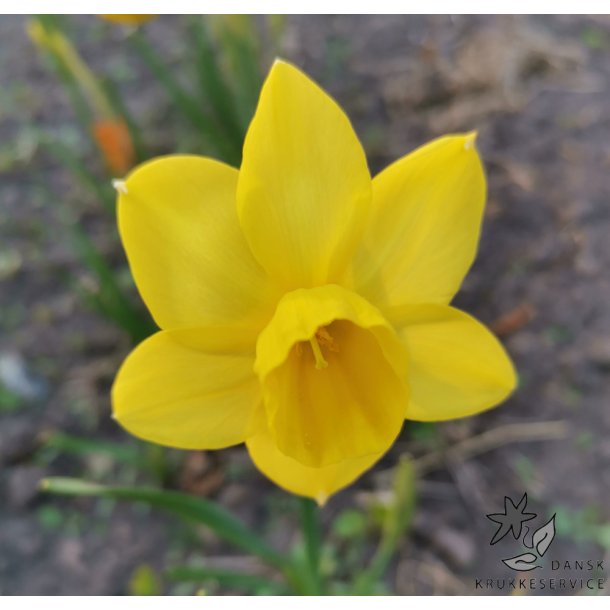 P�skelilje Marie Curie Diamond
