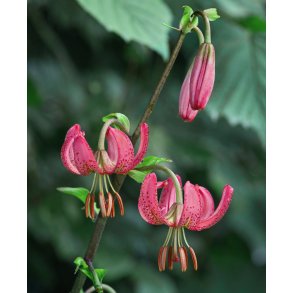 Manitoba Morning, Martagonlilje