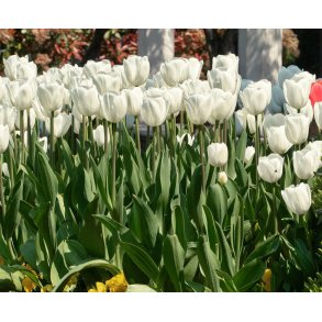 Tulipan Maureen