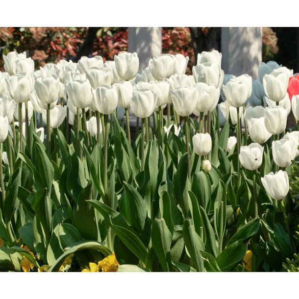 Tulipan Maureen
