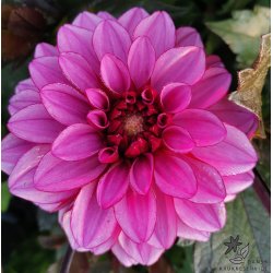 Dahlia Melissa Anna Marijke