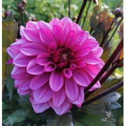 Dahlia Melissa Anna Marijke