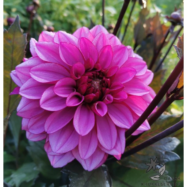 Dahlia Melissa Anna Marijke
