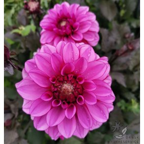 Dahlia Melissa Anna Marijke