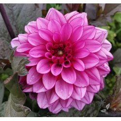 Dahlia Melissa Anna Marijke