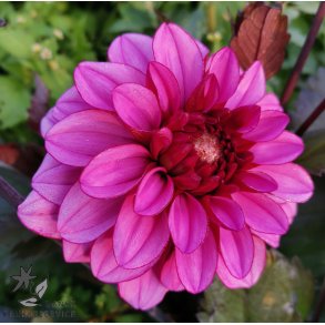 Dahlia Melissa Anna Marijke