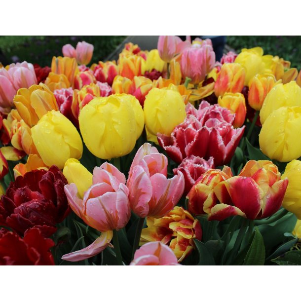 Blomsterl�g Oprydningspakke 2 (stor)