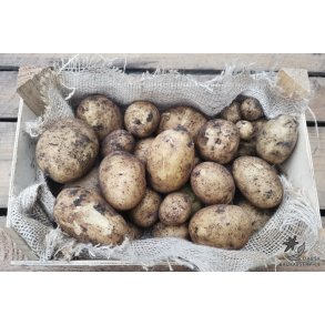 Mikado Lggekartofler 1,5 kg