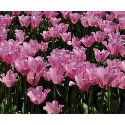 Tulipan Mistress