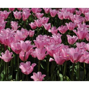 Tulipan Mistress