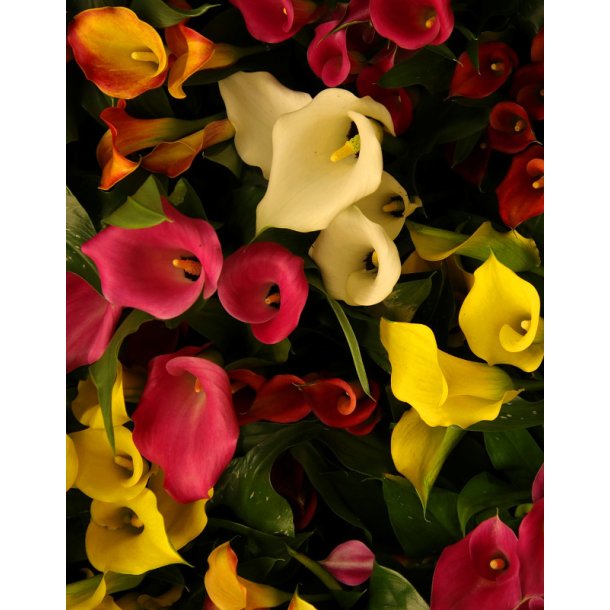 Calla Mix