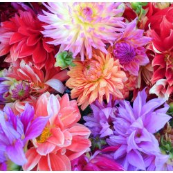 Dahlia Mix