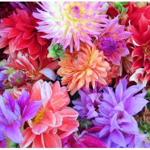 Dahlia Mix