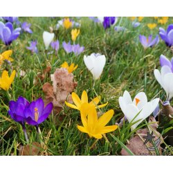 Krokus Mix, Storblomstret