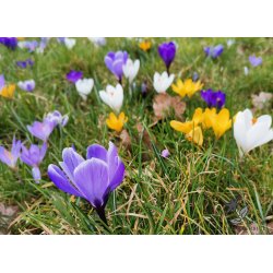 Krokus Mix, Storblomstret