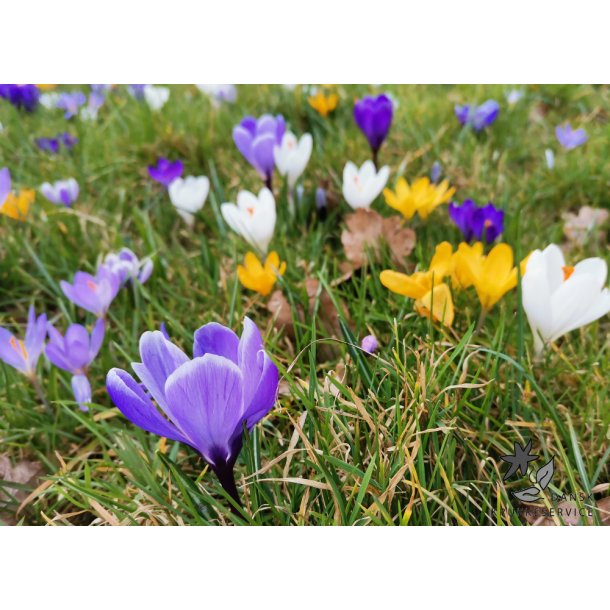 Krokus Mix, Storblomstret