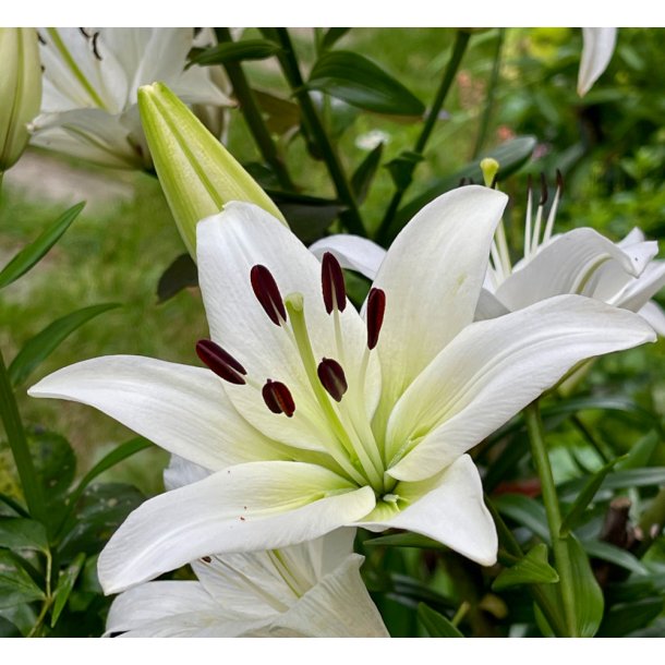 Lilium O/T, Monte Bianco