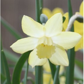 Pskelilje Moonlight Sensation