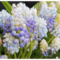 Perlehyacint Nature's Beauty