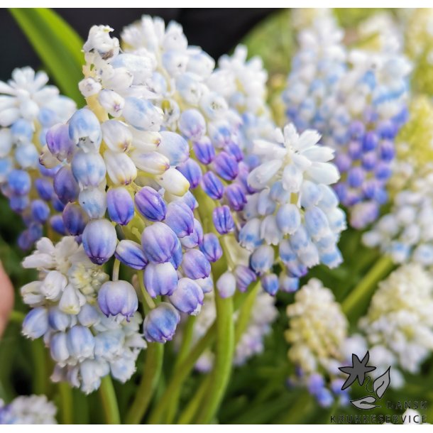 Perlehyacint Nature's Beauty